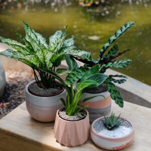 Indoor Planters set 4pcs